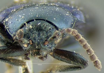 Media type: image; Entomology 19101   Aspect: head frontal view